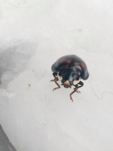 Harmonia axyridis