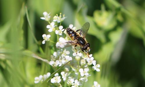 Réf. 180 677 : Mesembrius peregrinus