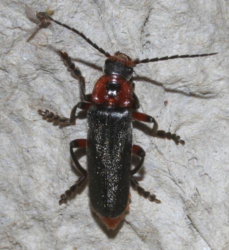 Réf. 180 531 : Cantharis rustica