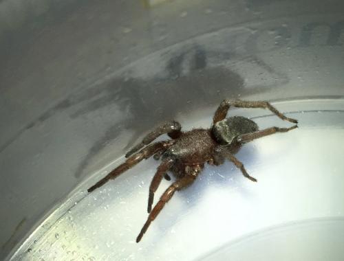Scotophaeus sp.