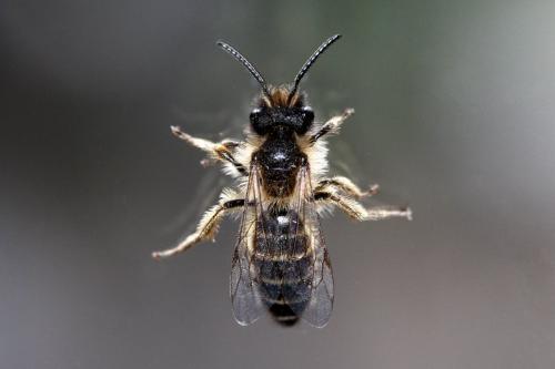 Andrena flavipes