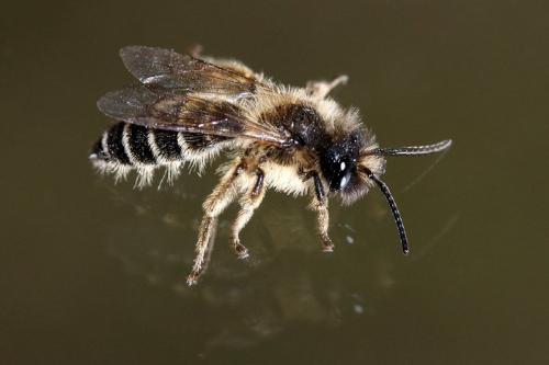 Andrena flavipes