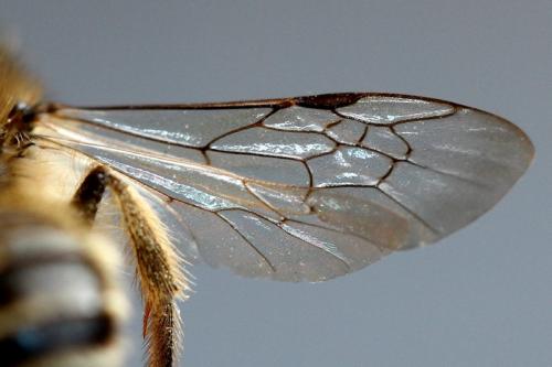 Andrena flavipes