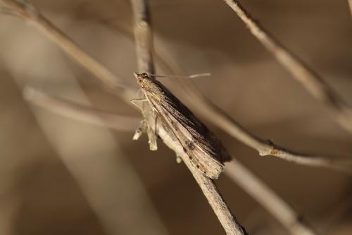 Nomophila noctuella