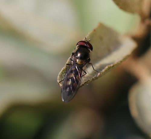Meliscaeva auricollis