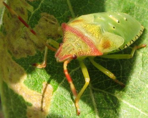 Réf. 180 721 : Acanthosoma haemorrhoidale