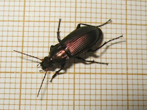 Poecilus cupreus