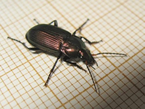 Réf. 180 133 : Poecilus cupreus