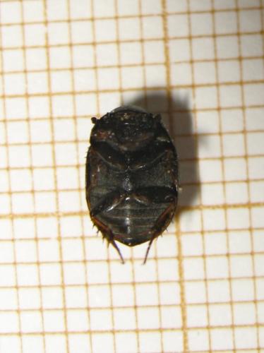 Réf. 180 128 : Sphaeridium sp.