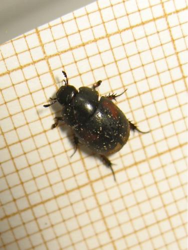 Réf. 180 130 : Sphaeridium sp.