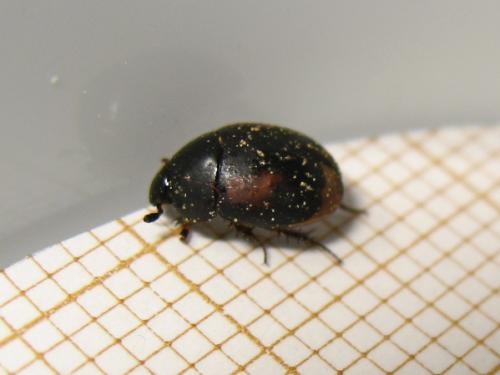 Réf. 180 129 : Sphaeridium sp.