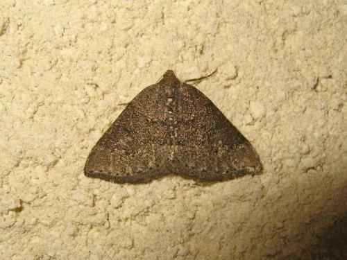 Aleucis distinctata