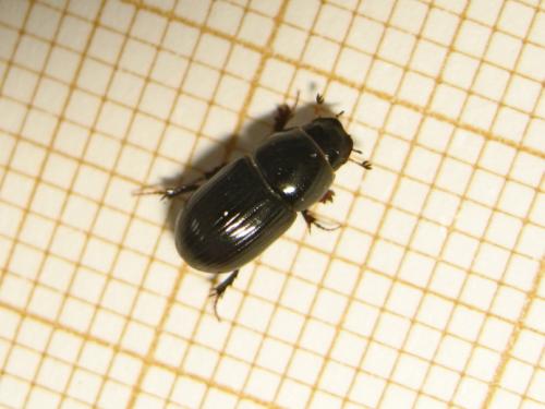 Aphodiinae