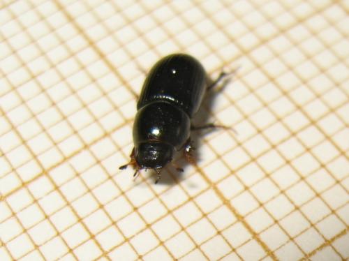Réf. 180 298 : Aphodiinae inconnu