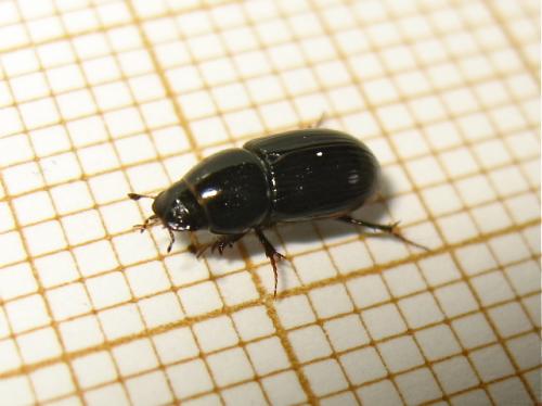 Aphodiinae