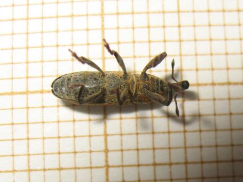 Réf. 180 328 : Lixus punctiventris