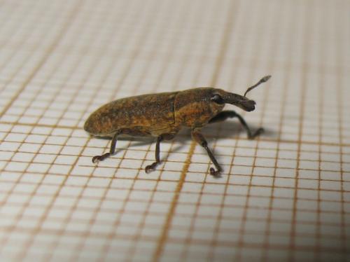 Réf. 180 329 : Lixus punctiventris