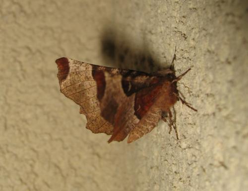 Selenia tetralunaria