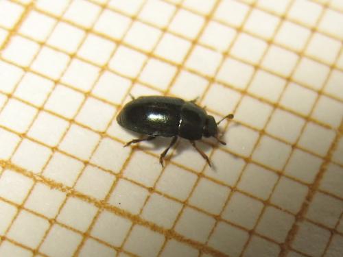 Meligethinae