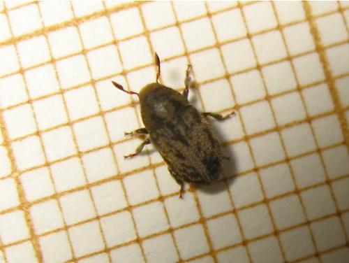 Hylesinus sp.