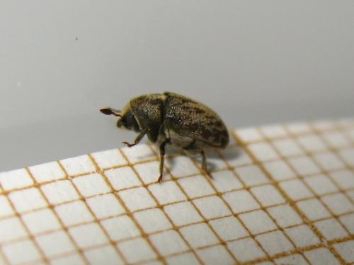 Hylesinus sp.