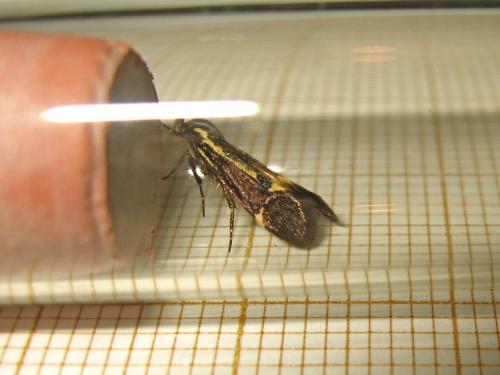 Esperia sulphurella