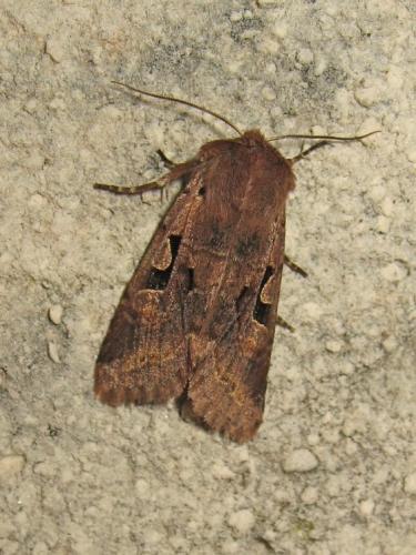 Réf. 180 519 : Orthosia gothica