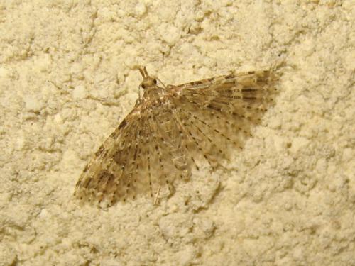 Alucita hexadactyla