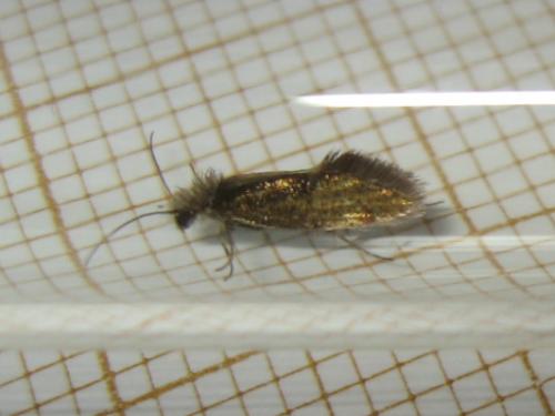 Dyseriocrania subpurpurella