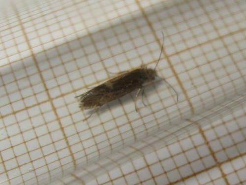 Dyseriocrania subpurpurella