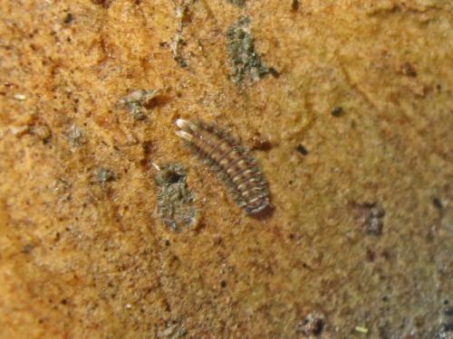 Réf. 180 795 : Polyxenus lagurus