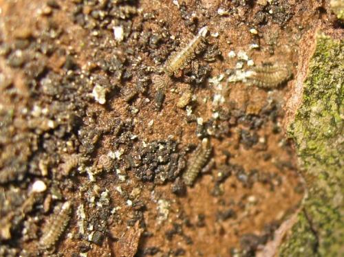 Réf. 180 794 : Polyxenus lagurus