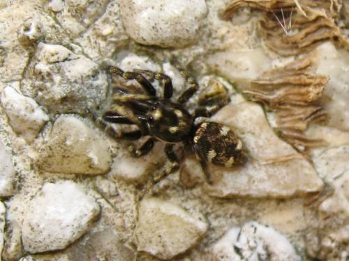 Salticus cingulatus