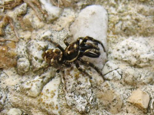 Salticus cingulatus