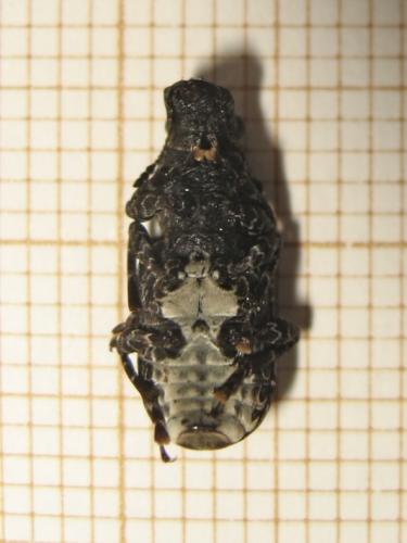 Réf. 180 630 : Platyrhinus resinosus