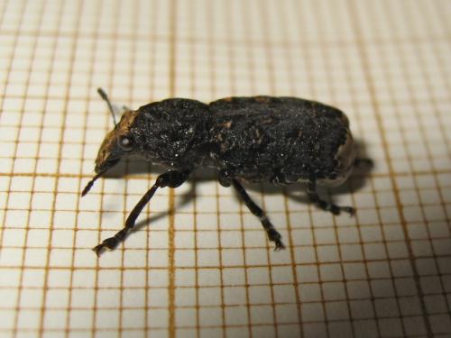 Platyrhinus resinosus
