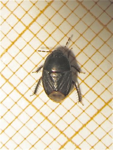 Réf. 180 808 : Geotomus sp.
