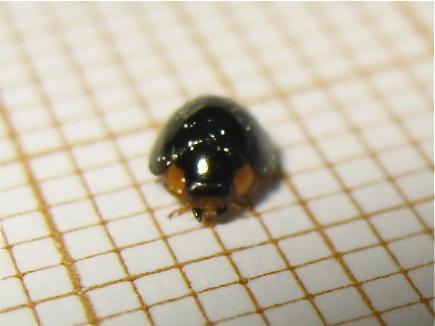 Parexochomus nigromaculatus