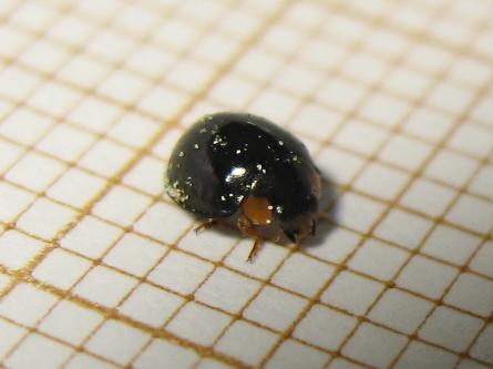Parexochomus nigromaculatus