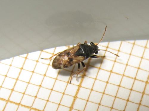 Acompus pallipes