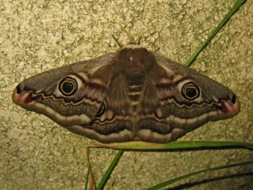 Réf. 180 936 : Saturnia pavonia
