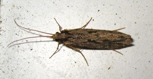 Plectrocnemia sp.