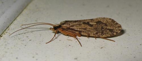 Plectrocnemia sp.