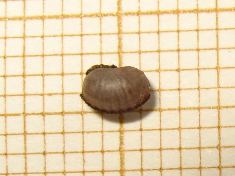 Ectobius pallidus