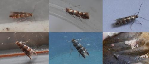 Phyllonorycter nicellii