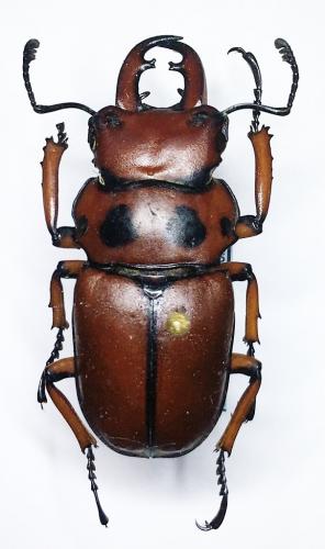 Réf. 180 573 : Homoderus mellyi