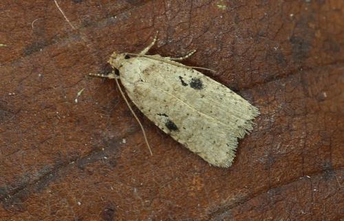 Réf. 180 615 : Agonopterix propinquella