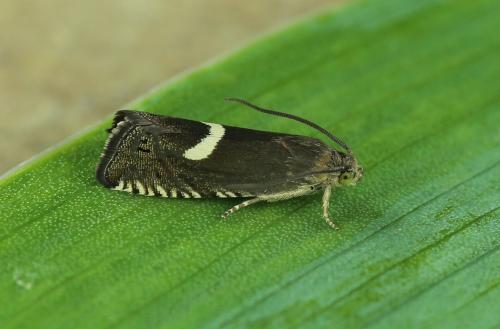 Réf. 180 616 : Grapholita lunulana
