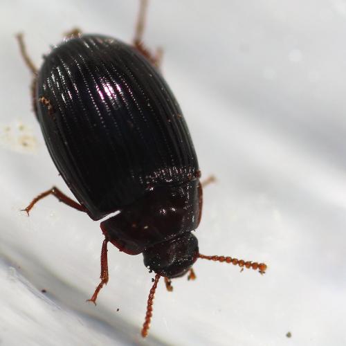 Platydema dejeanii