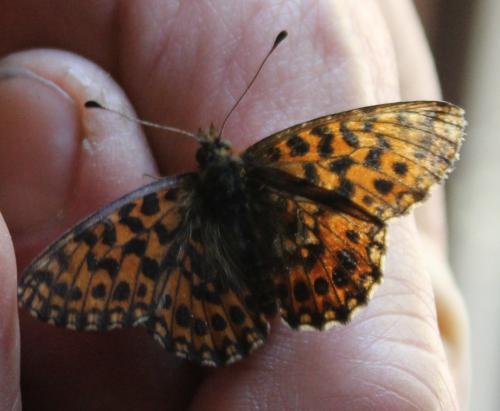 Boloria dia